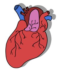 A digitally drawn human heart. It sits at an angle.